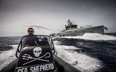 Sea Shepherd: Im Einsatz für die Weltmeere