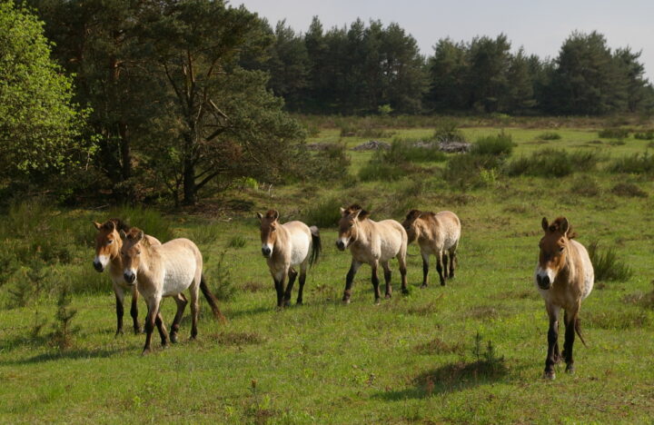 Wildpferde im Tennenloher Forst als Teil des Projekts SandAchse in Franken