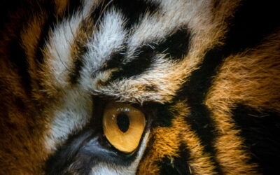 Furchtlos wie ein Tiger: Tigerauge hilft Familien mit lebensverkürzend erkrankten Kindern